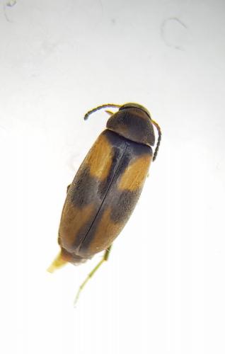 Réf. 253 884 : Anaspis fasciata